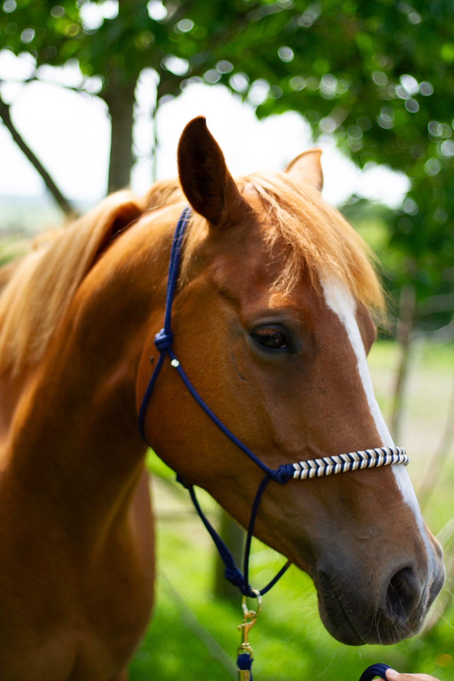 Knotenhalfter "Ósk"