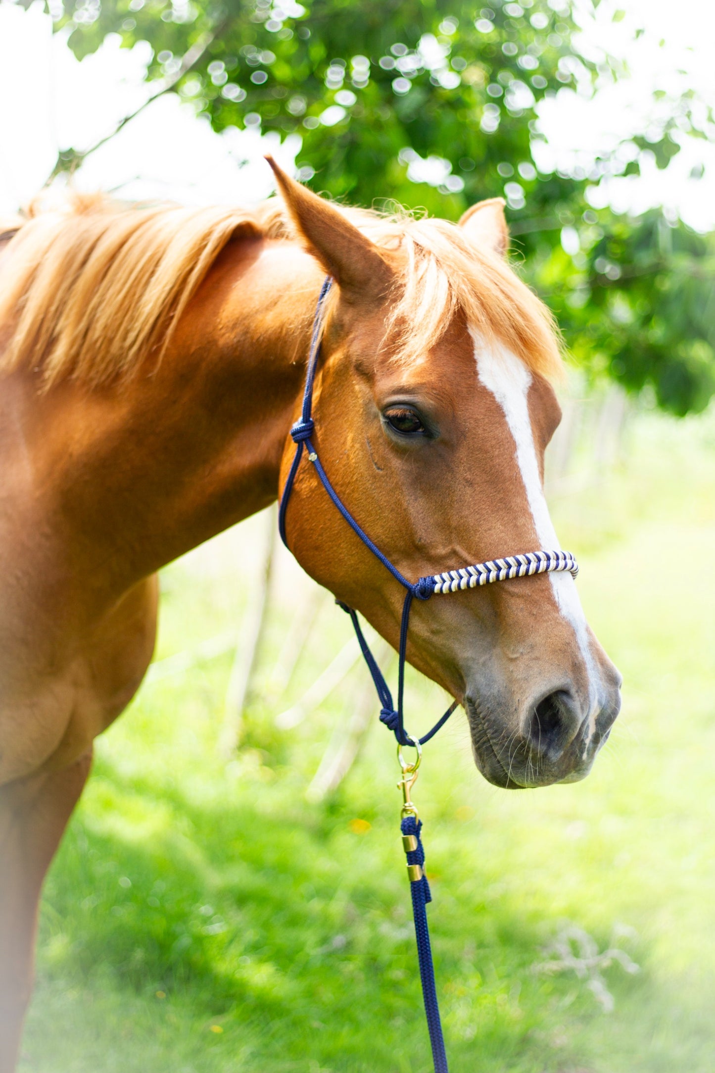 Knotenhalfter "Missy"