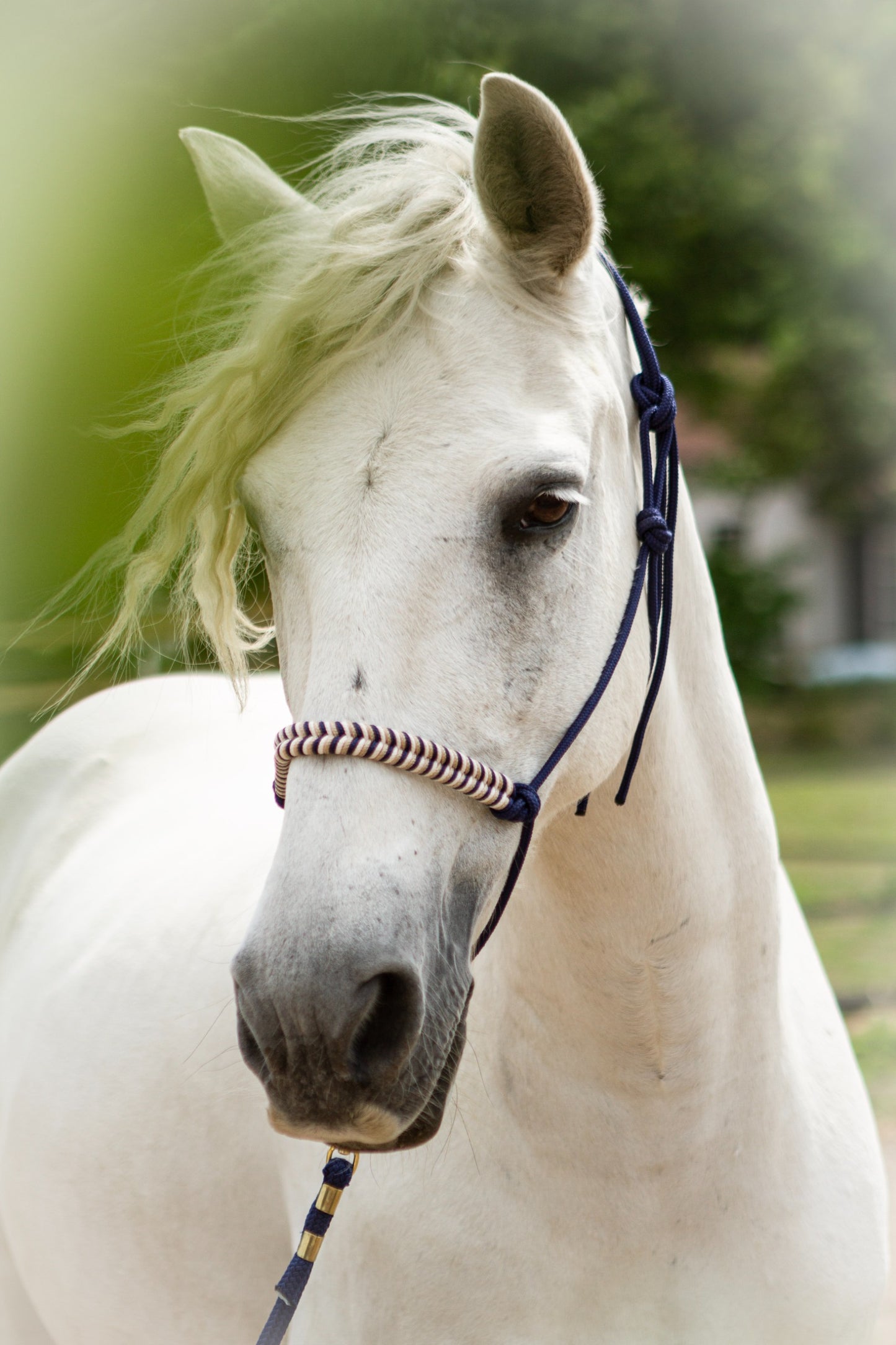 Knotenhalfter "Ósk"