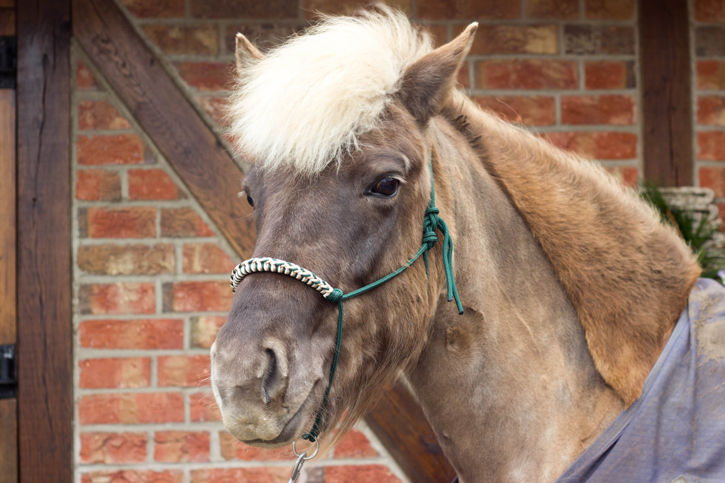 Knotenhalfter "Ósk"