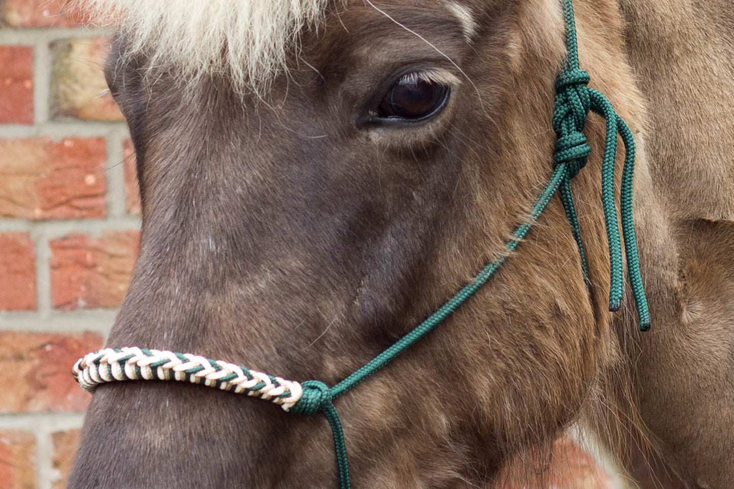 Knotenhalfter "Phönix"