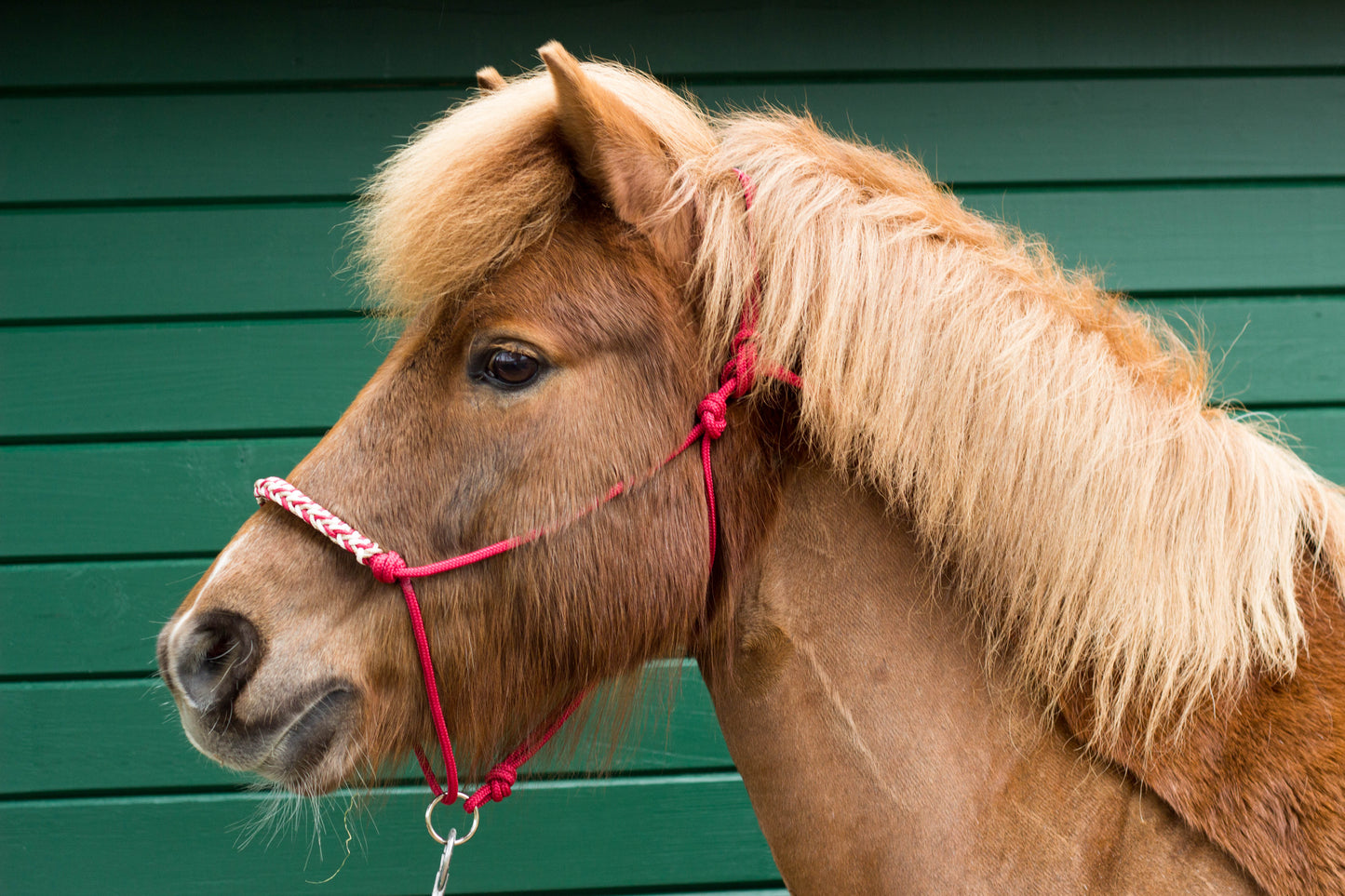 Knotenhalfter "Phönix"