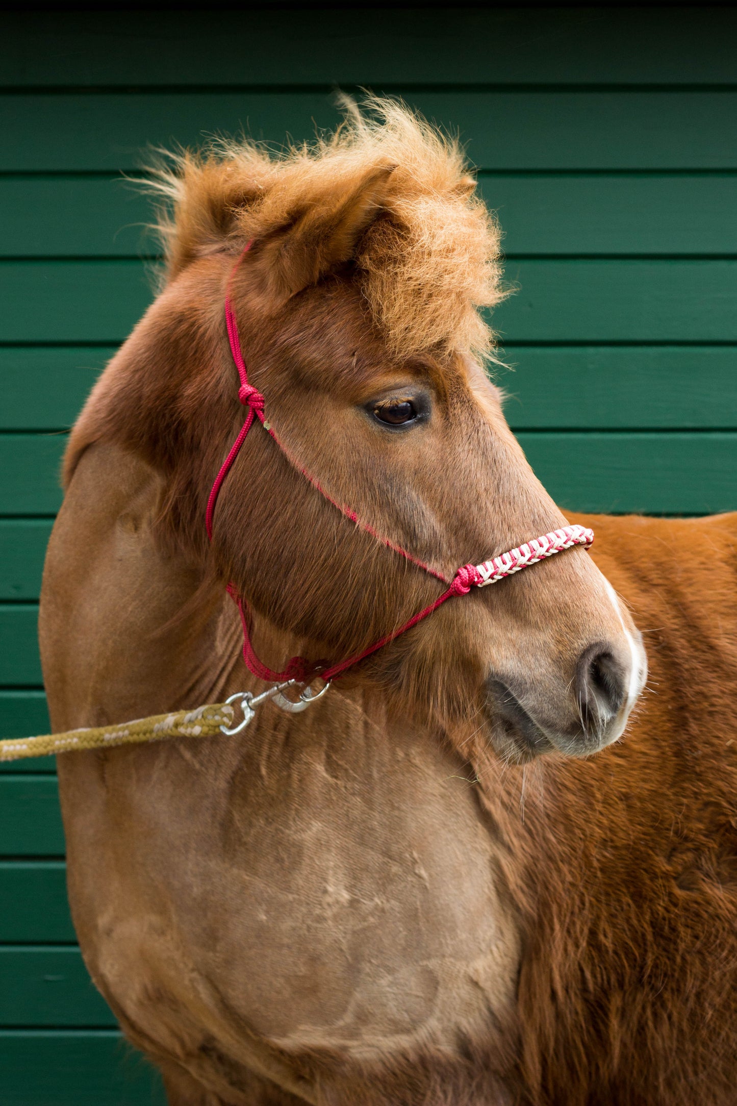 Knotenhalfter "Phönix"