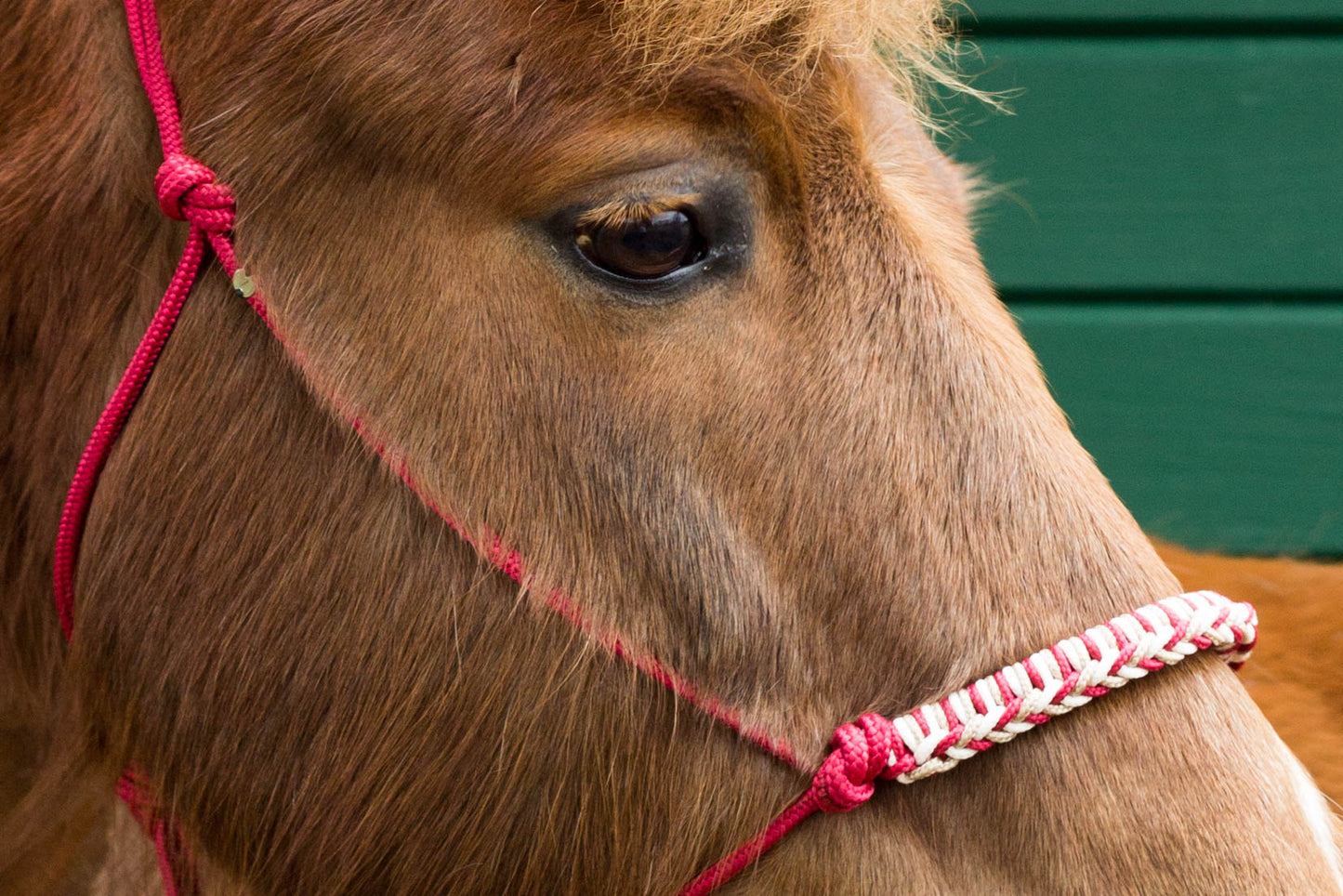 Knotenhalfter "Phönix"