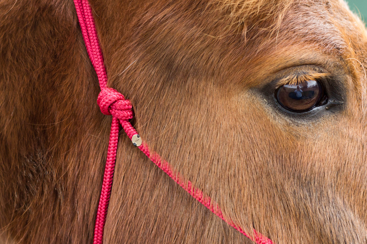 Knotenhalfter "Phönix"